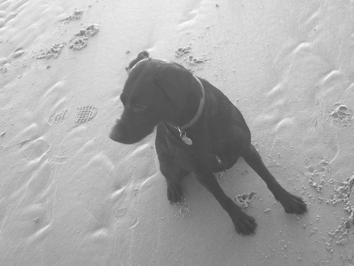 Blanding af racer Nala - Så er der vist noget der fanger hendes opmærksomhed :) billede 14