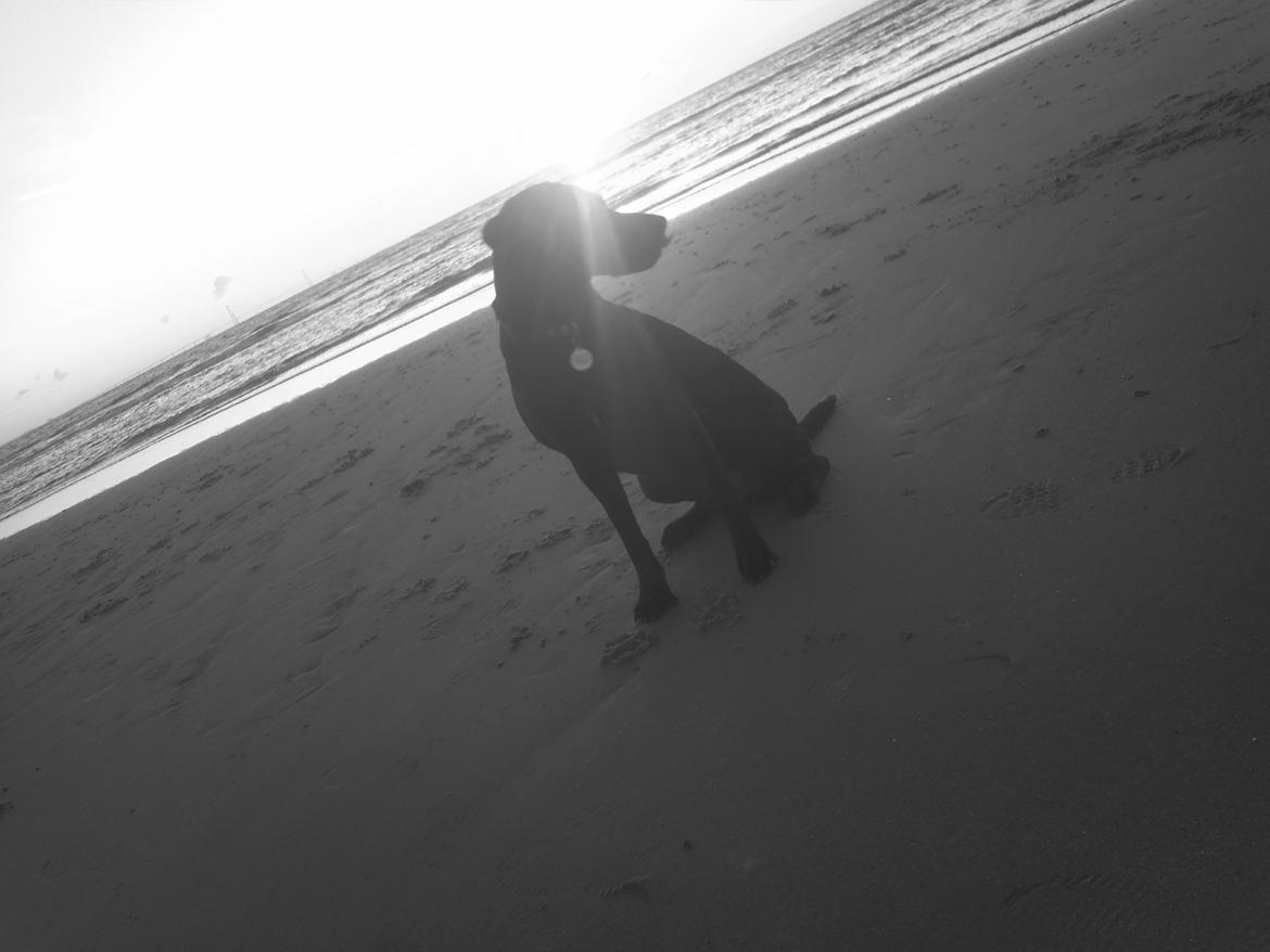 Blanding af racer Nala - Nala på tur til stranden med mor og far , en dag i december :) billede 12