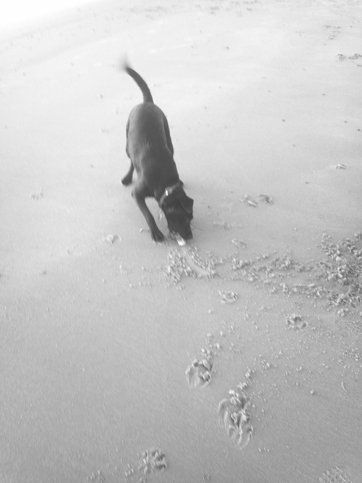 Blanding af racer Nala - Og gravet lidt i sandet fik hun også gjort :) Det var godt nok en hyggelig dag , man glemte helt hvor koldt det var den dag :) billede 15