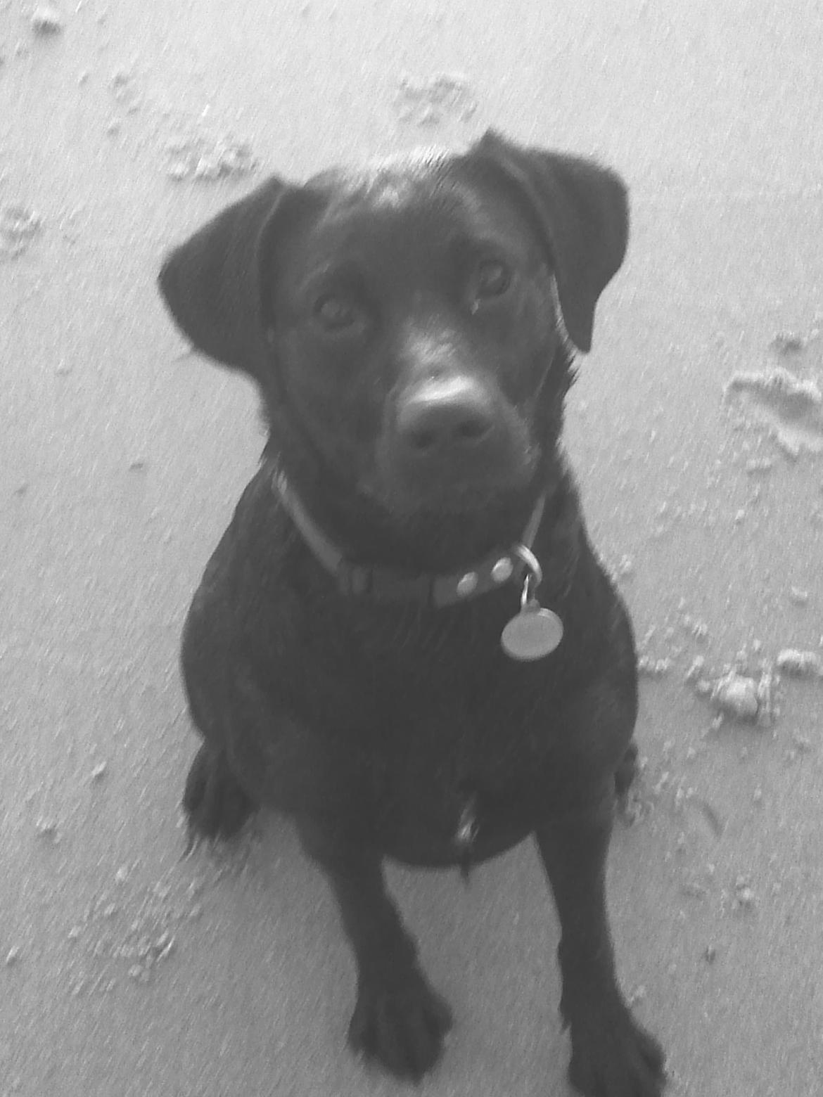 Blanding af racer Nala - Og igen , hvor er hun da fotogén :) billede 13