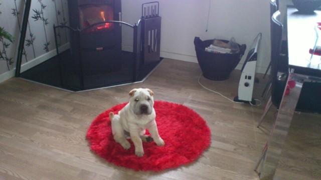 Shar pei Bonzoo Nihoo-sin - Bonzoo nyder varmen foran brændeovnen billede 7