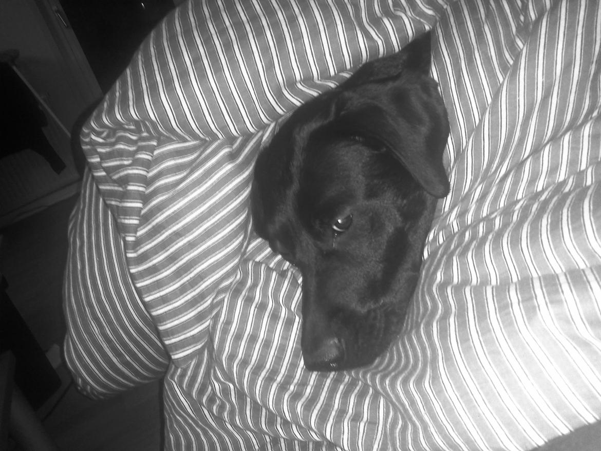 Blanding af racer Nala - Så er vi kommet hjem igen , og kan nu endelig få varmen og hygge under dynen :) billede 16