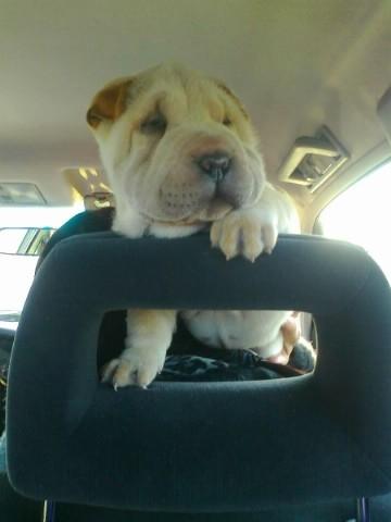 Shar pei Bonzoo Nihoo-sin - Bonzoo på sin første kører tur, da søde Ina og hendes mand hentede Bonzoo sammen med mig d 5-12 2011 billede 8