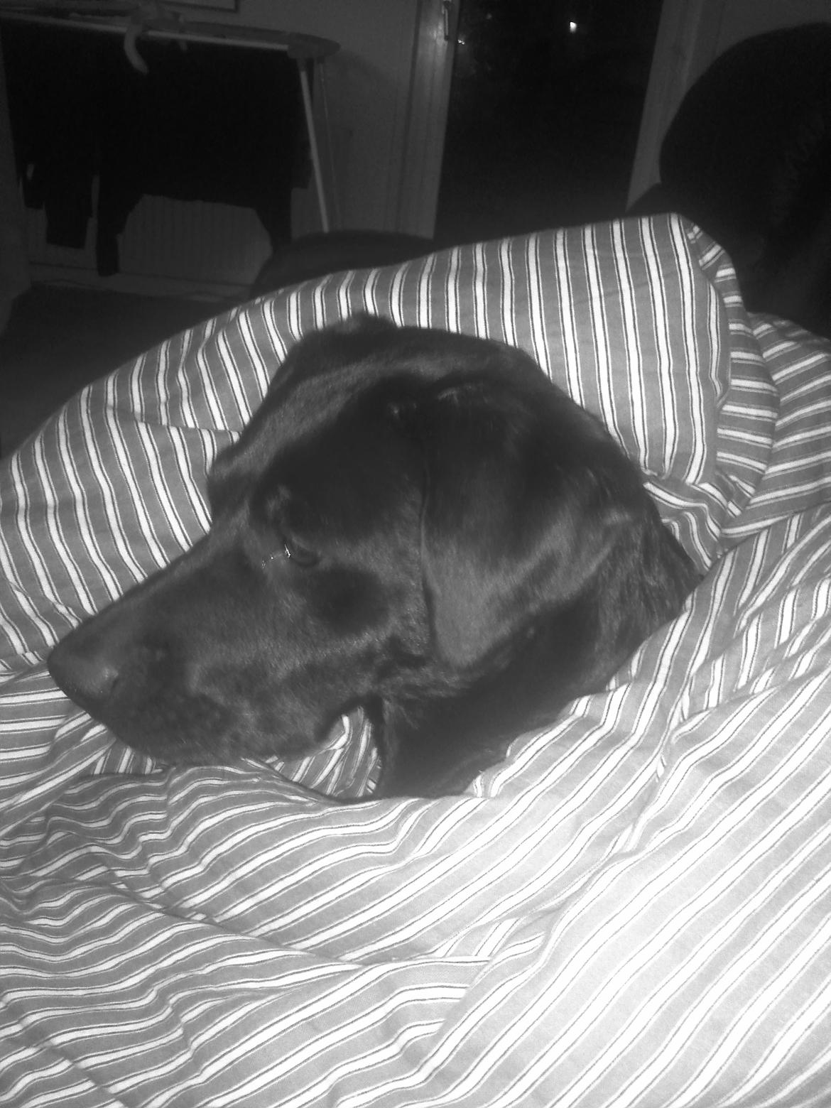 Blanding af racer Nala - Og mere hygge under dynen :) billede 17