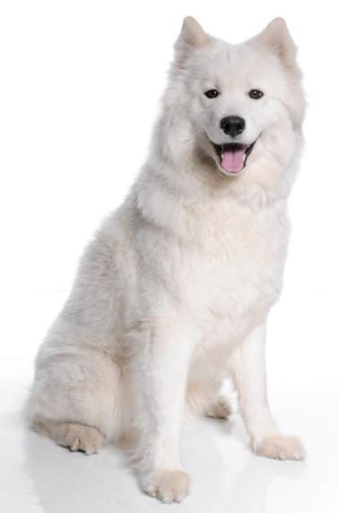 Samojedhund Gina billede 1