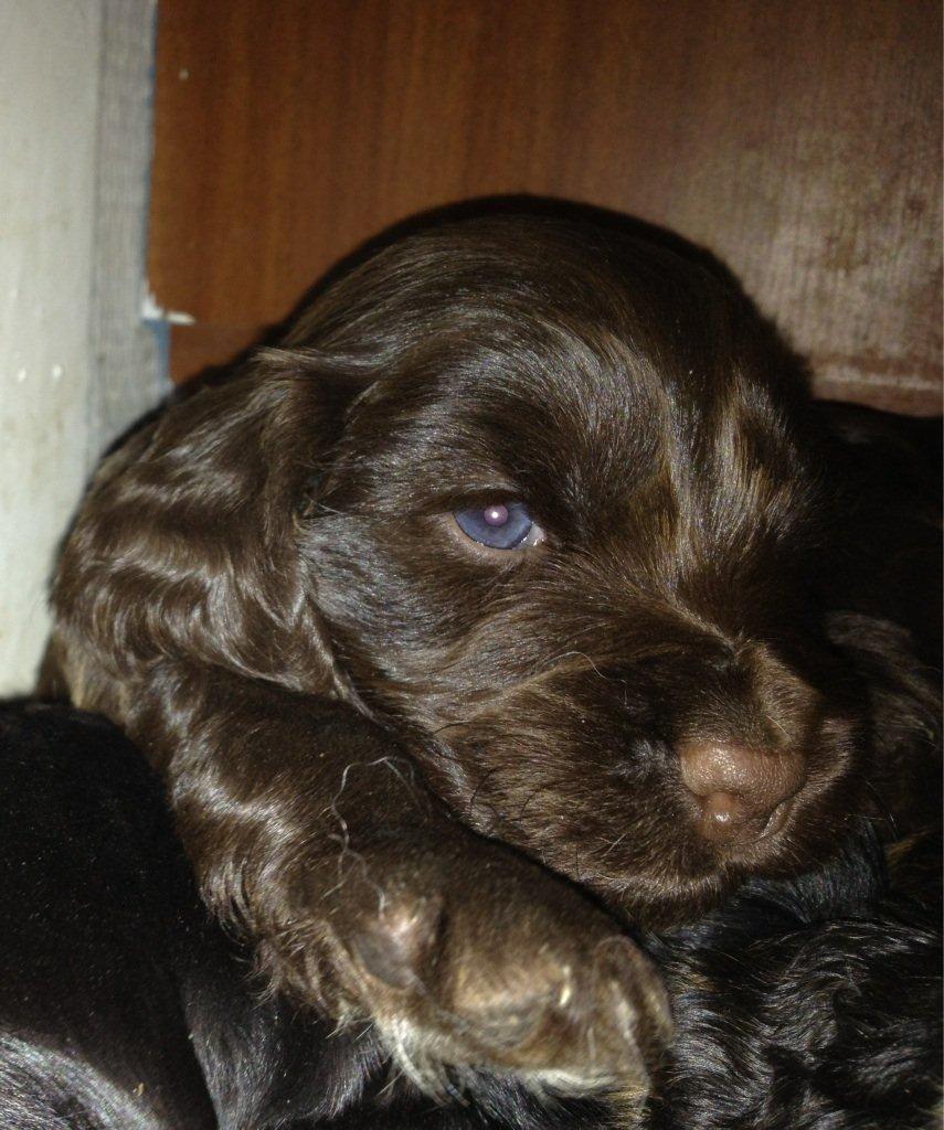 Cocker spaniel Agnes billede 2