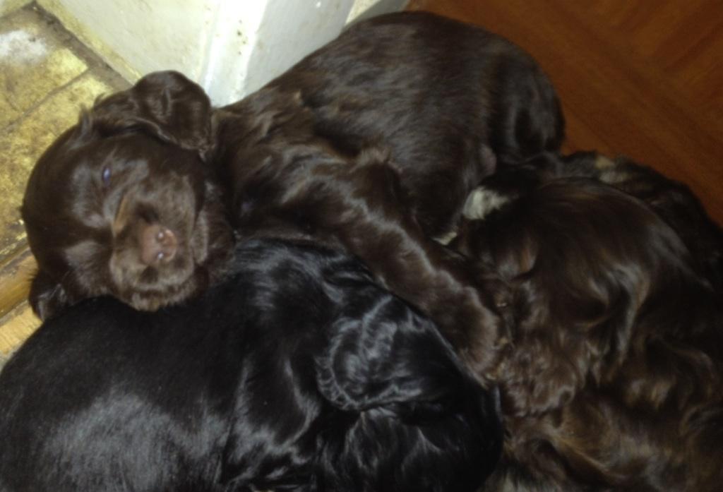 Cocker spaniel Agnes billede 3