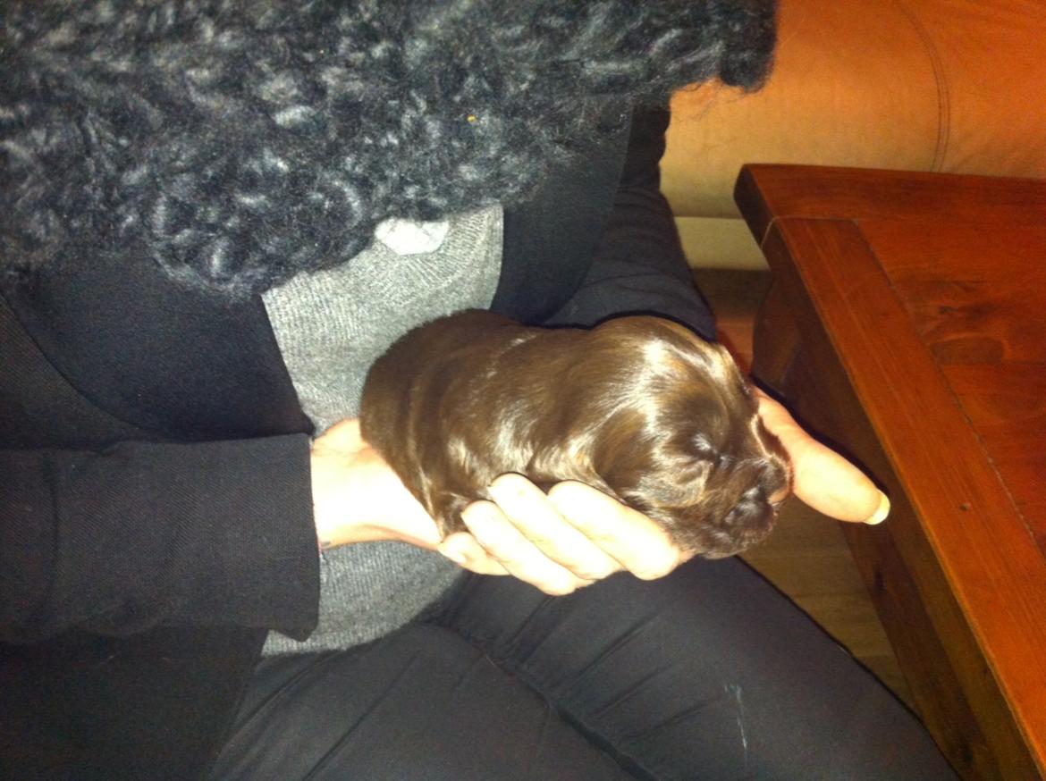 Cocker spaniel Agnes billede 4