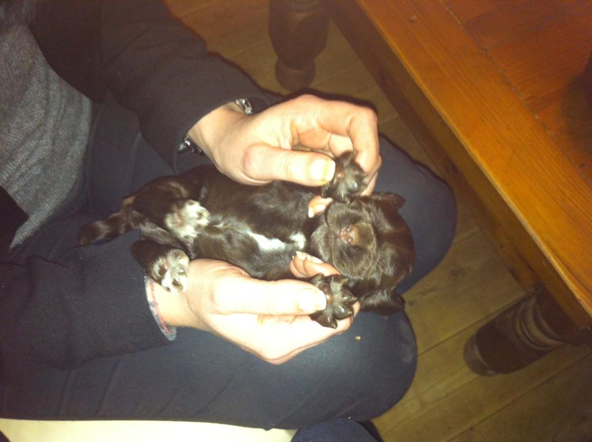 Cocker spaniel Agnes billede 5