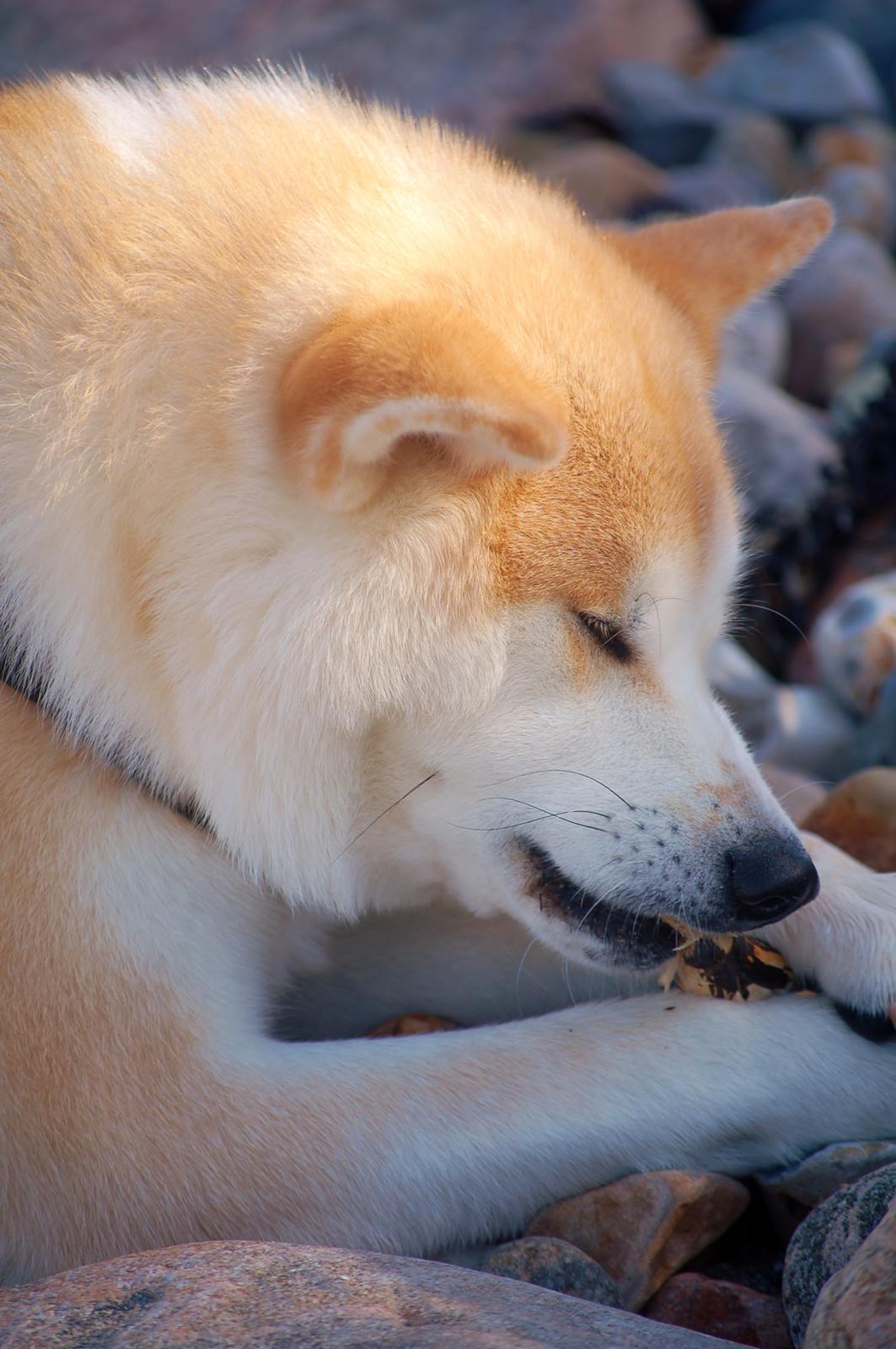 Akita inu Akio billede 4