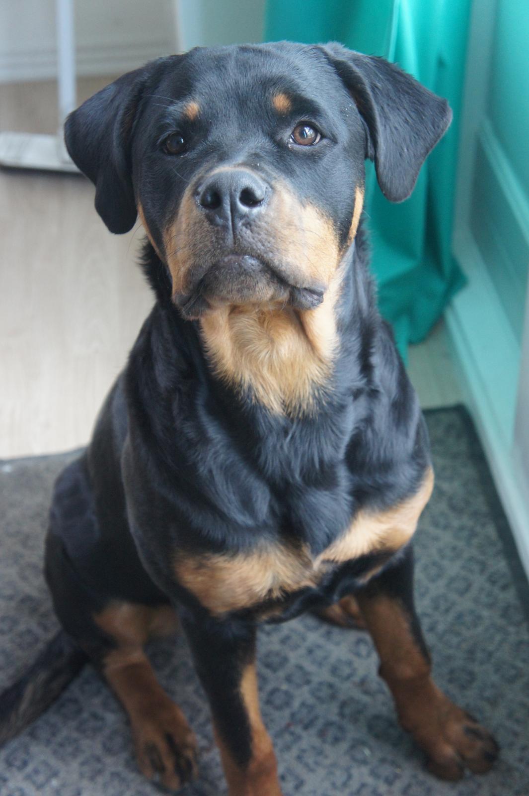 Rottweiler Enrica Vom Hause Desteny - Rica 7 mdr. billede 15