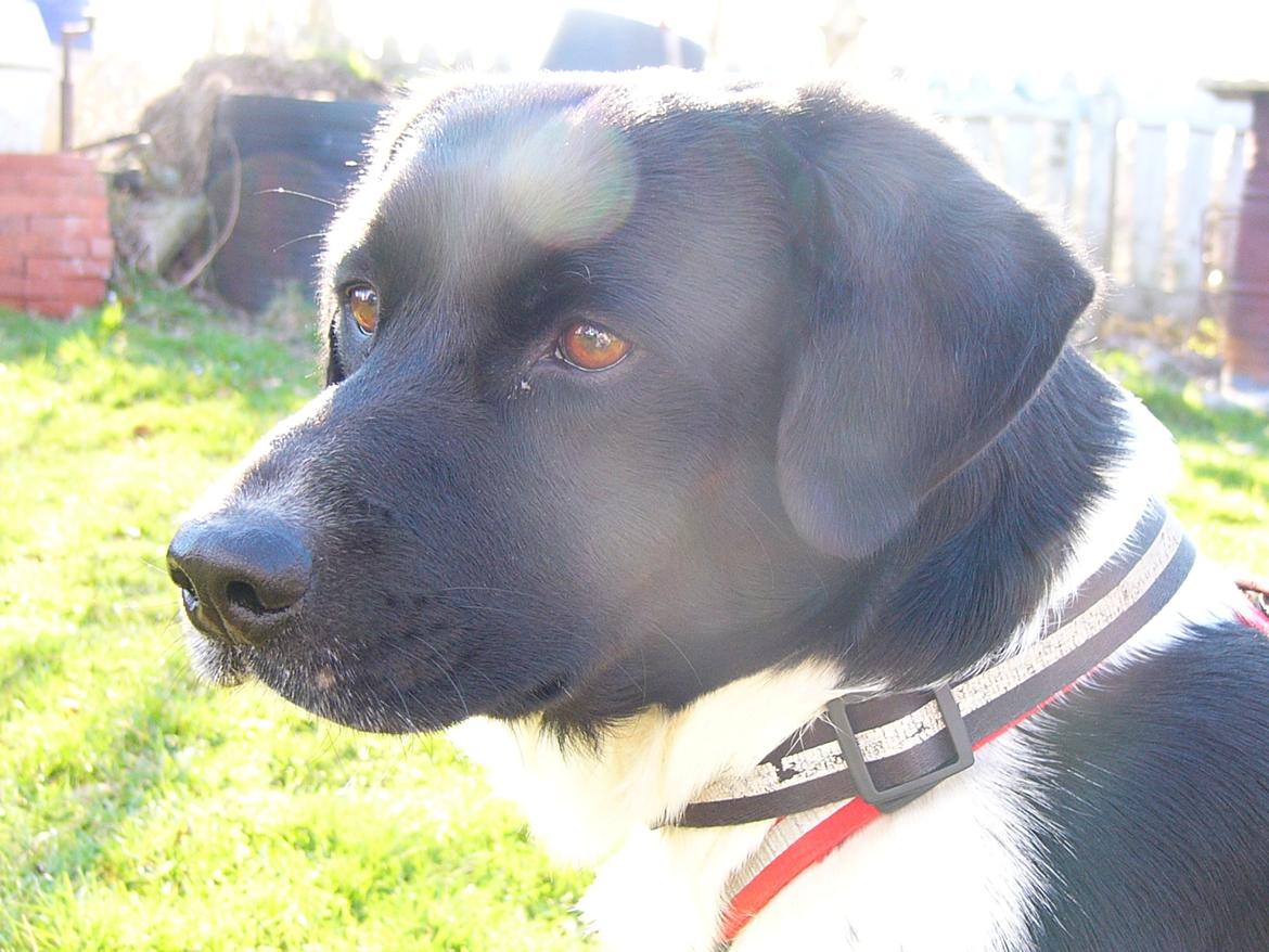 Blanding af racer Tor R.I.P d 7 nov 2013 billede 1