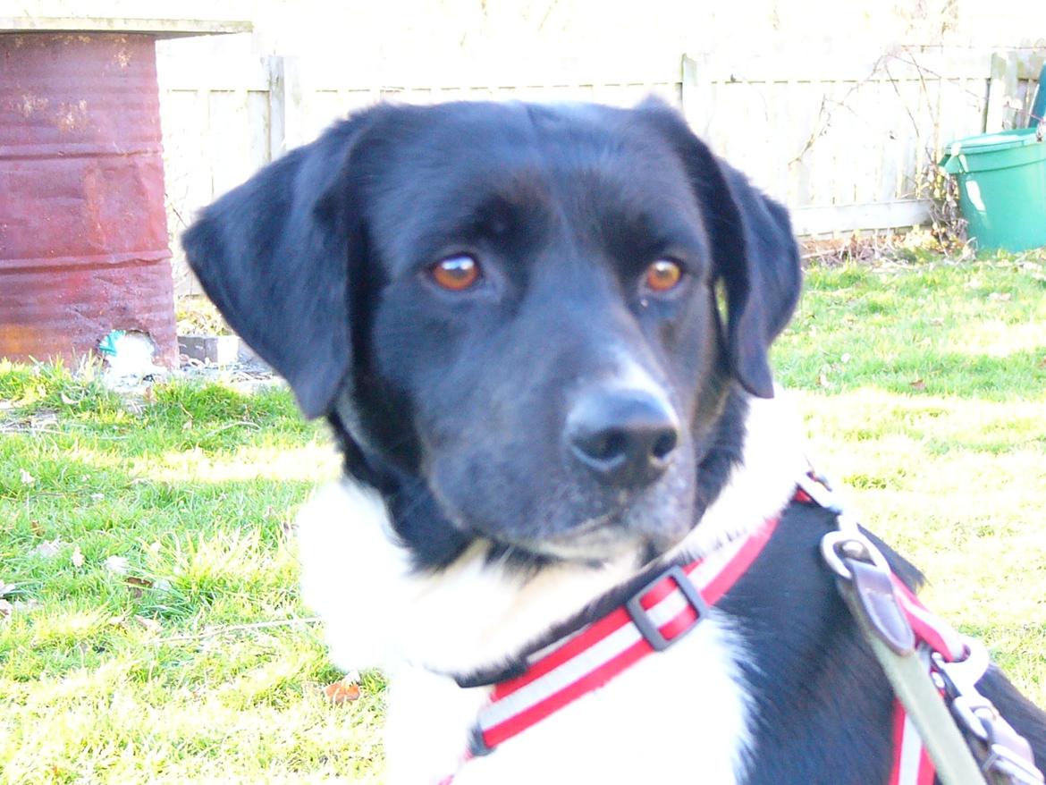 Blanding af racer Tor R.I.P d 7 nov 2013 billede 3