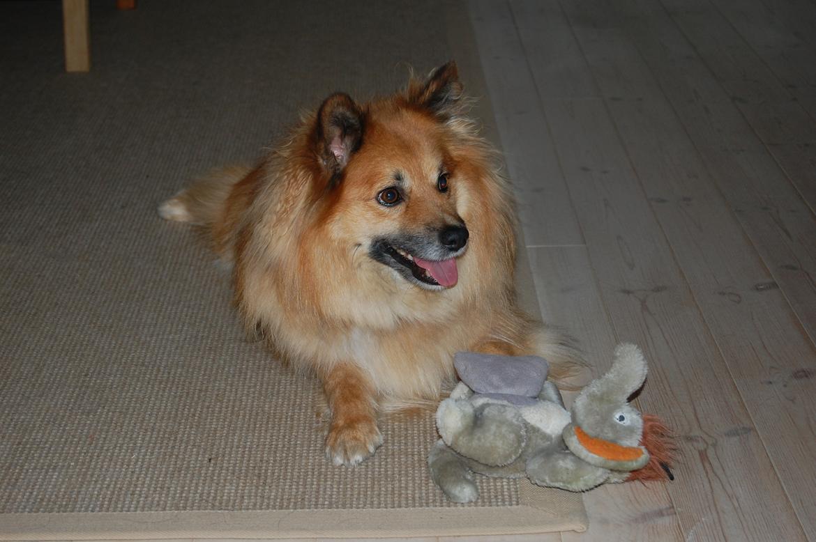 Islandsk fårehund Gimses Raudagödur (Ganti) billede 1