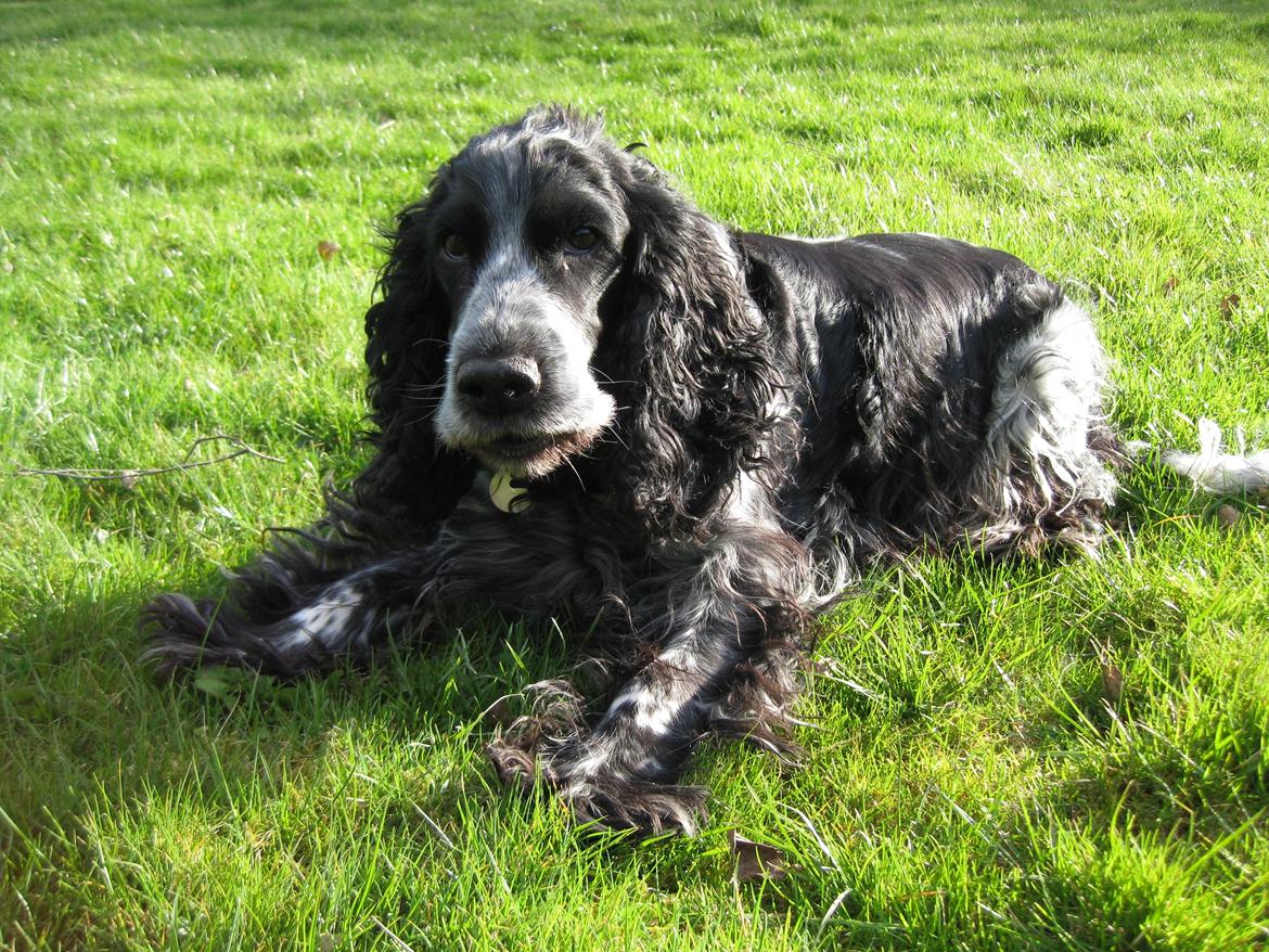 Cocker spaniel los cockers chili #familie hund# - min dejlige muffi i solskin billede 14