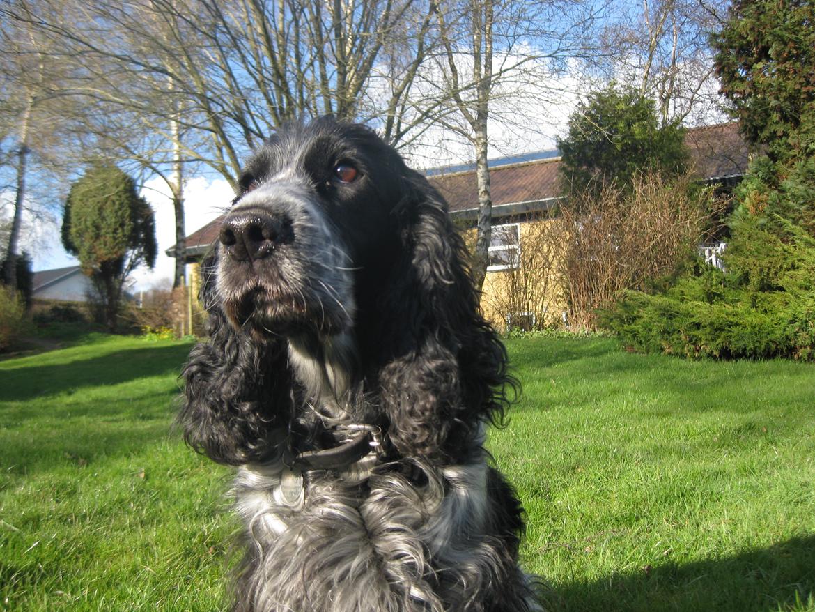 Cocker spaniel los cockers chili #familie hund# - okii... jeg indrømmer hun ikke en smuk men hun er fanme charmerende!<3 billede 15