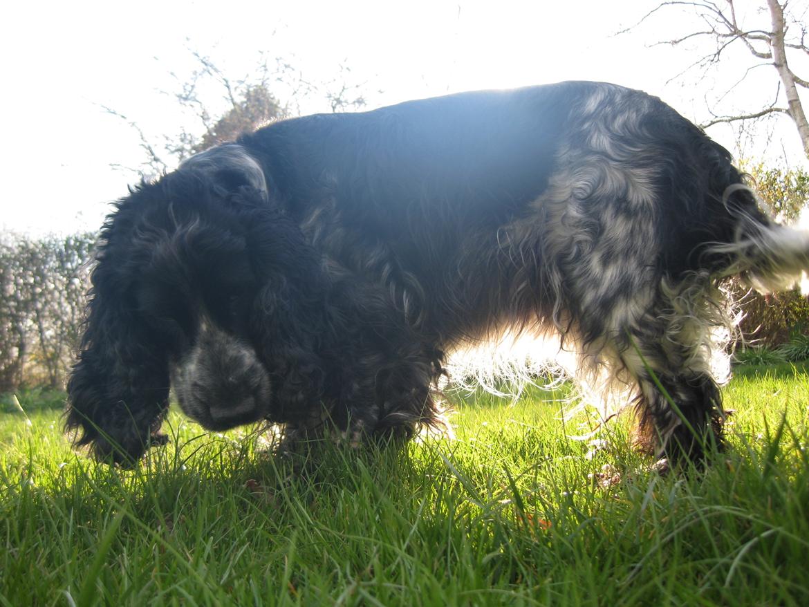 Cocker spaniel los cockers chili #familie hund# billede 16