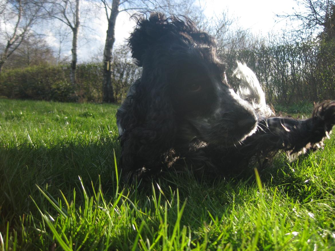 Cocker spaniel los cockers chili #familie hund# - HæHæ hva sker der lige for hende?! billede 17