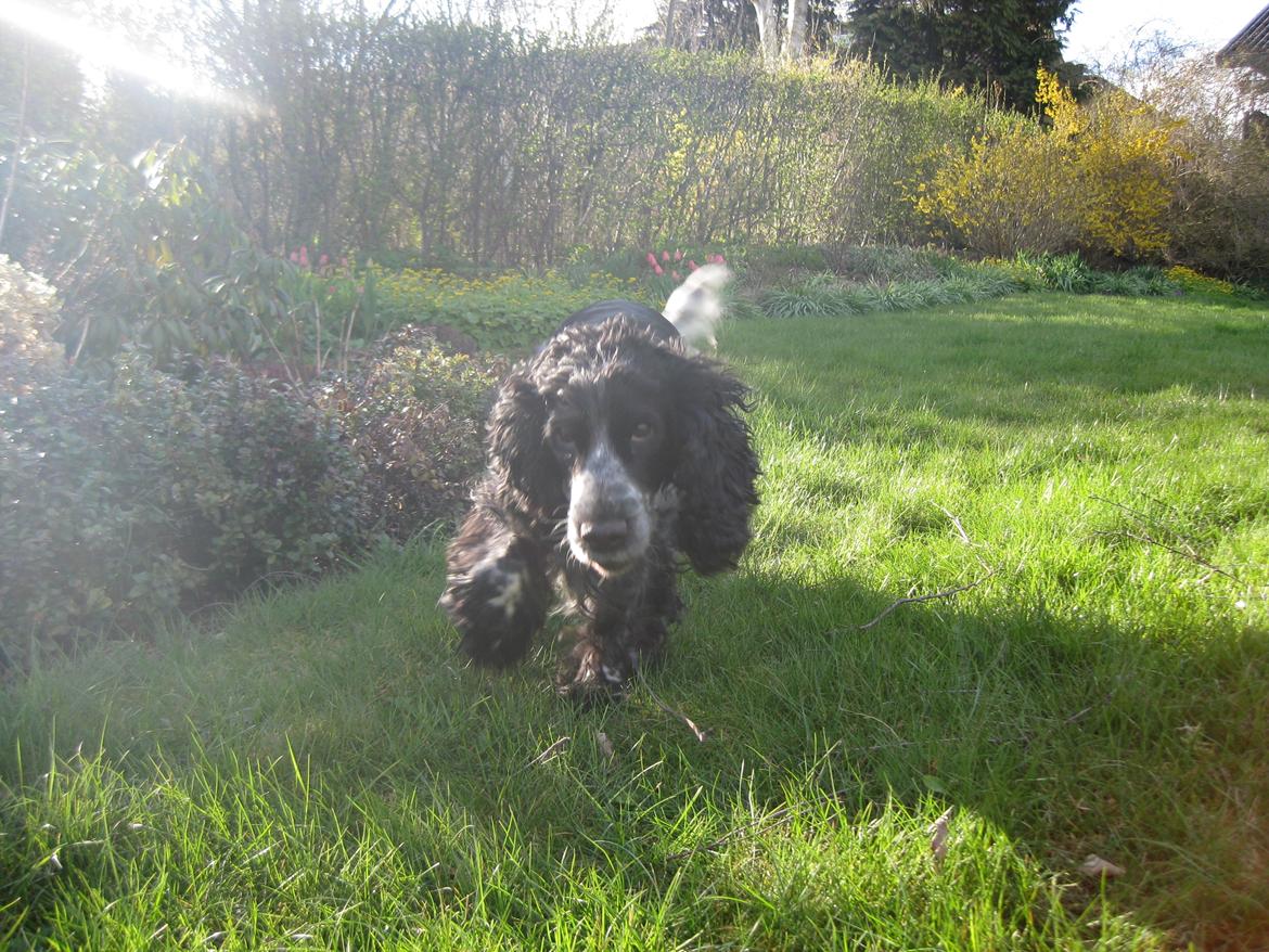 Cocker spaniel los cockers chili #familie hund# - når muffi løber er det ikke just et kønt syn! ;D billede 18