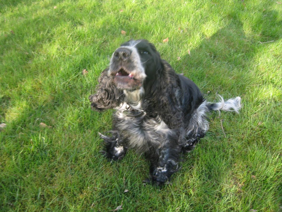 Cocker spaniel los cockers chili #familie hund# - piv piv.. hyl hyl.... gi' mig en godbid!<3 billede 19