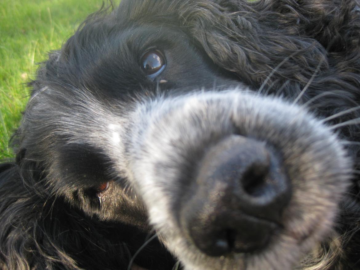 Cocker spaniel los cockers chili #familie hund# - mmhm den hund er sku dejlig!<3 billede 20