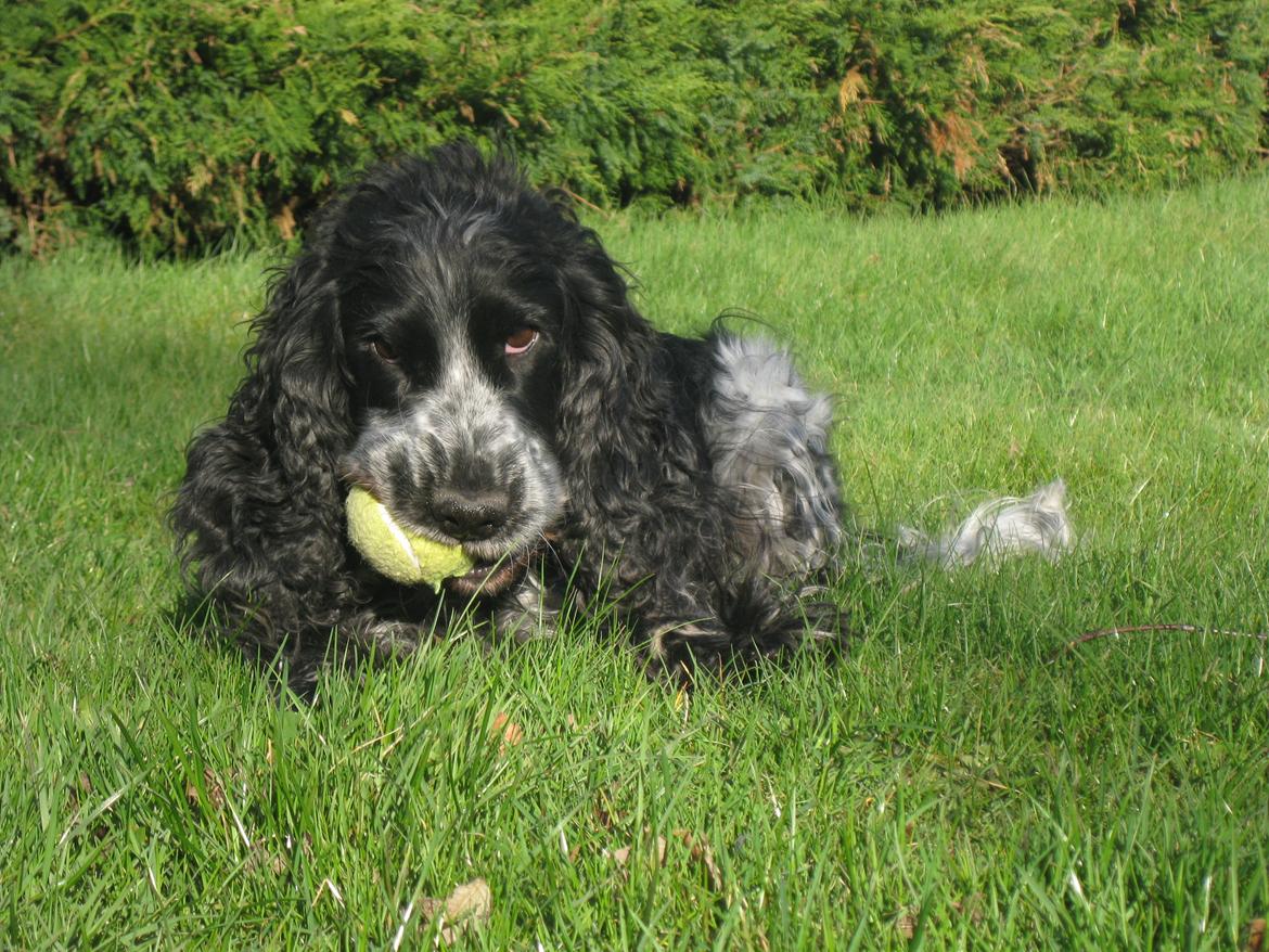 Cocker spaniel los cockers chili #familie hund# - tygge tygge.. muffi fik ny bold ;D billede 1