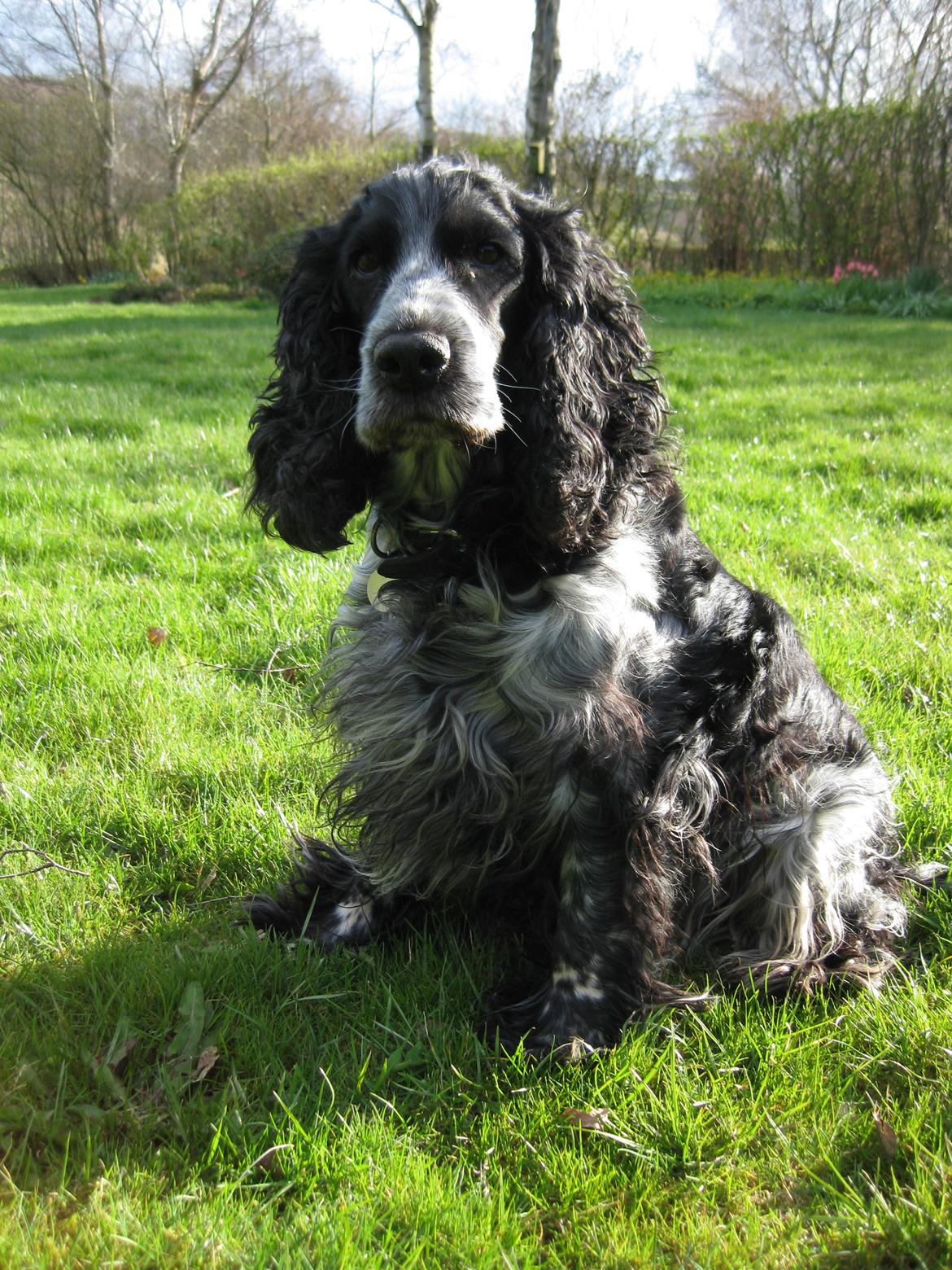 Cocker spaniel los cockers chili #familie hund# - HOOOOT billede 2