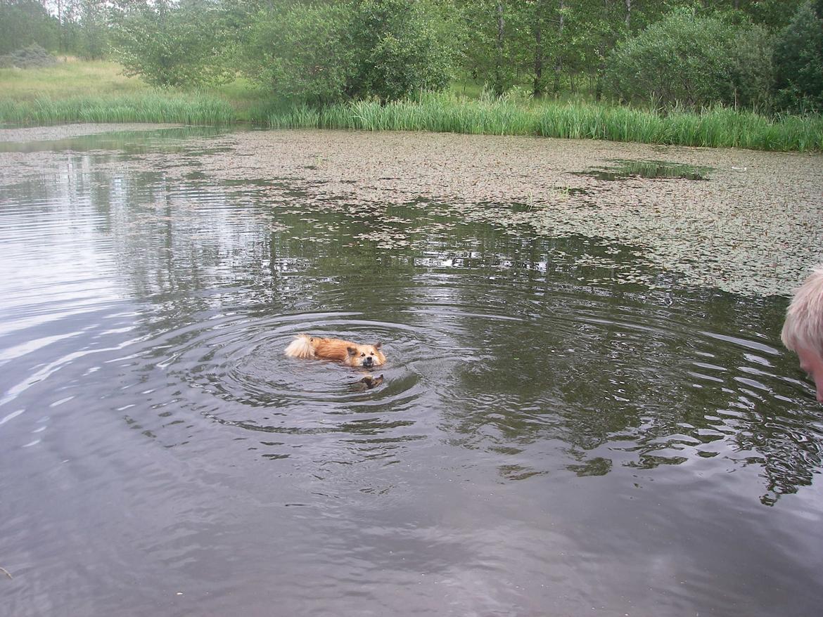 Islandsk fårehund Gimses Raudagödur (Ganti) - Svømmetræning 2010 billede 20