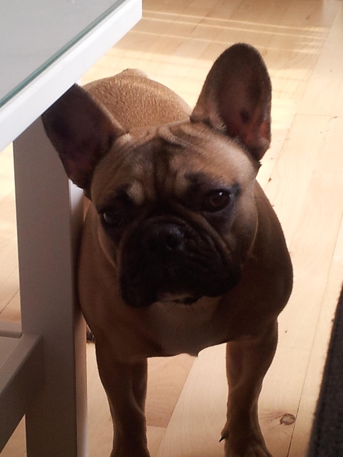 Fransk bulldog Vincent - 7½ måned billede 10