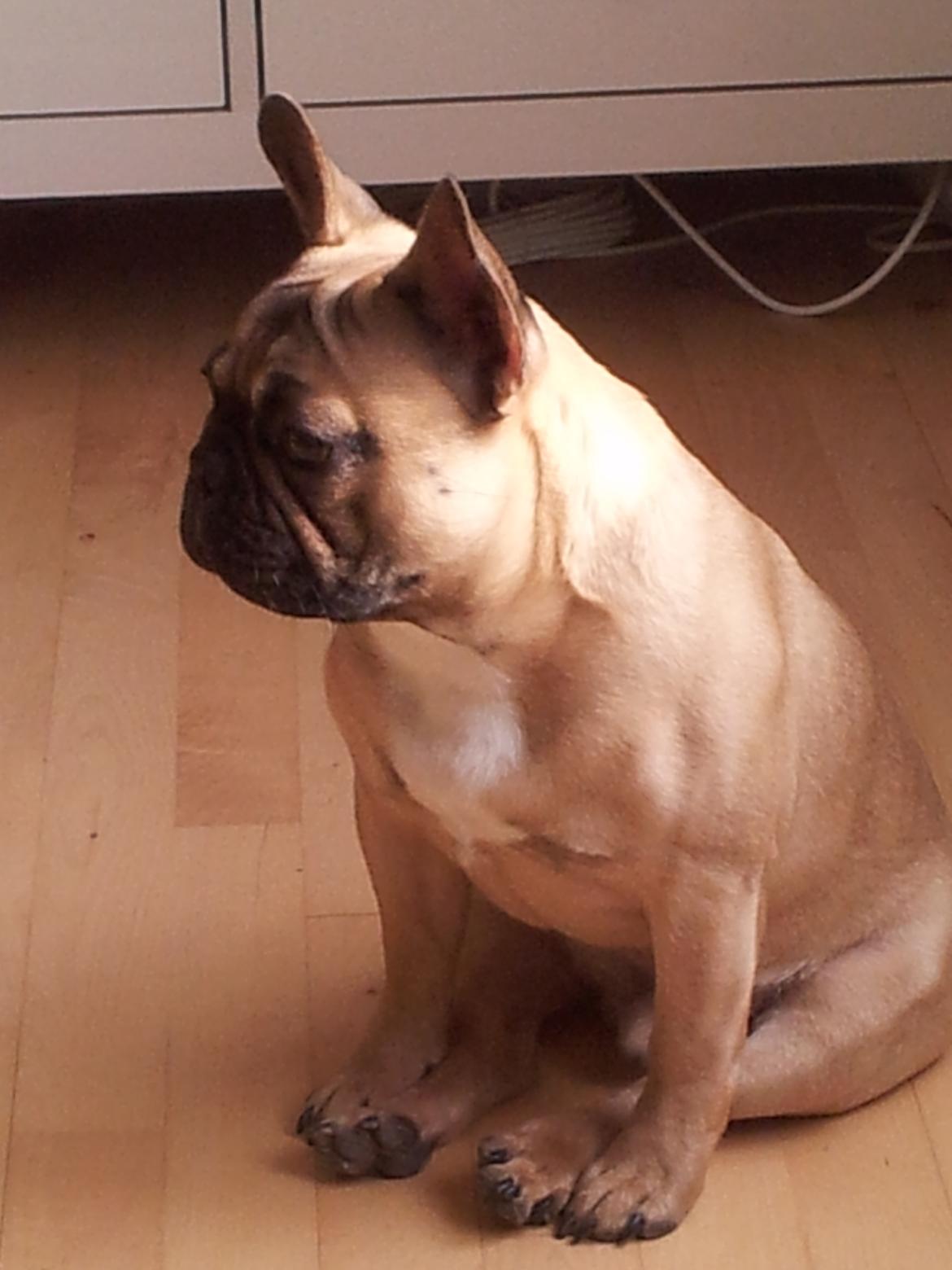 Fransk bulldog Vincent - 7½ mdr billede 11