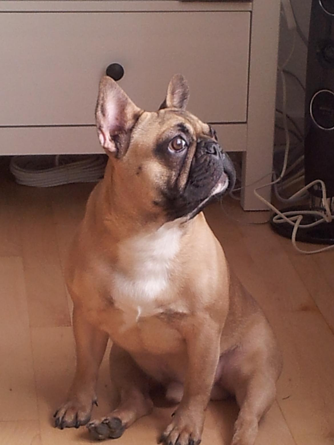 Fransk bulldog Vincent - 7½ mdr billede 12