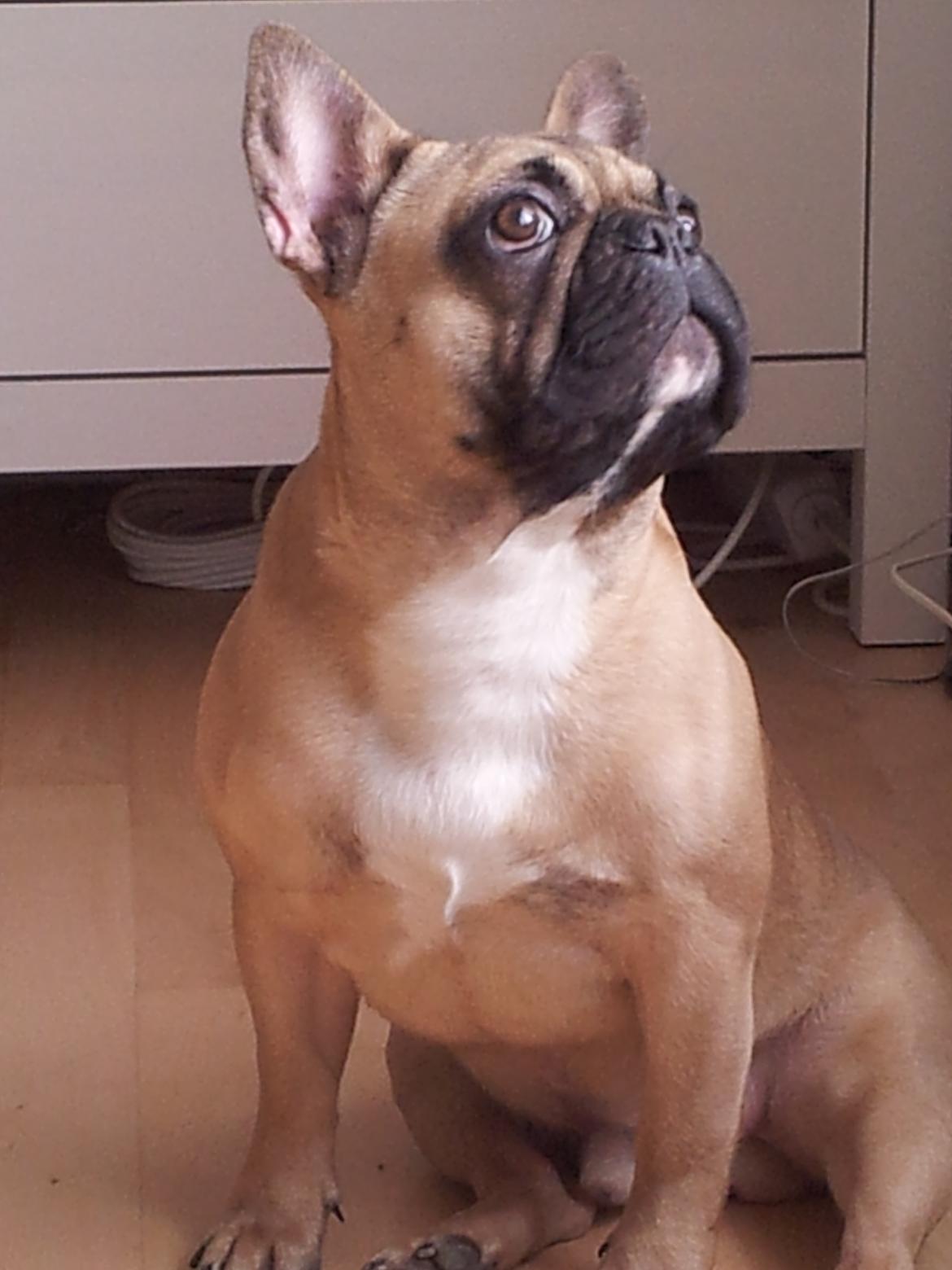 Fransk bulldog Vincent - 7½ mdr billede 13