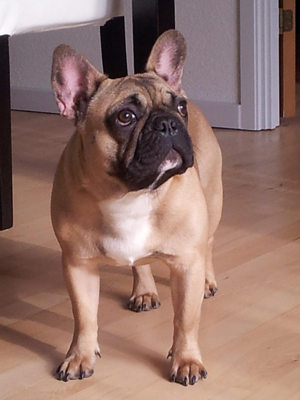 Fransk bulldog Vincent - 7½ mdr billede 14