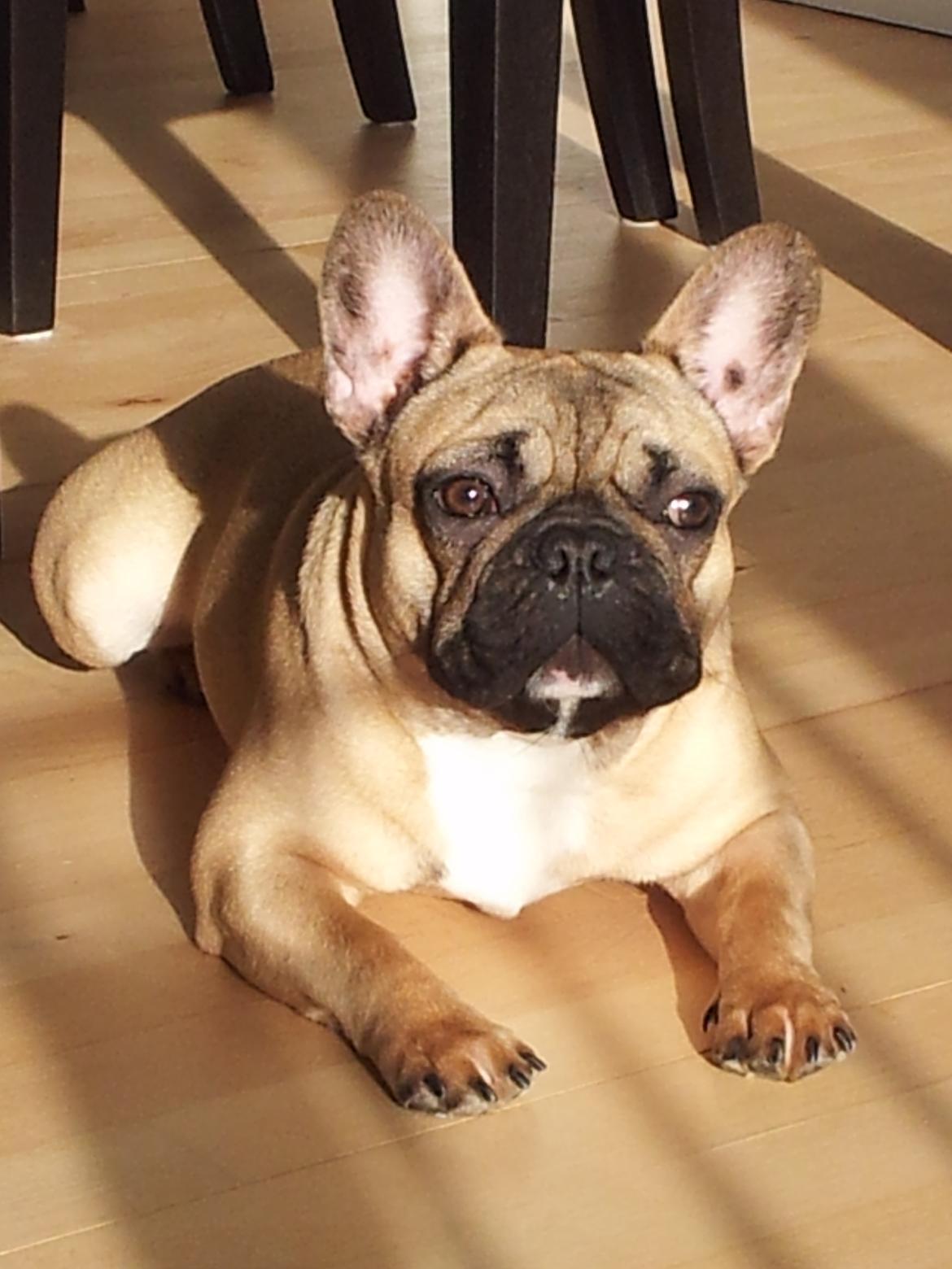 Fransk bulldog Vincent - 7½ mdr billede 15