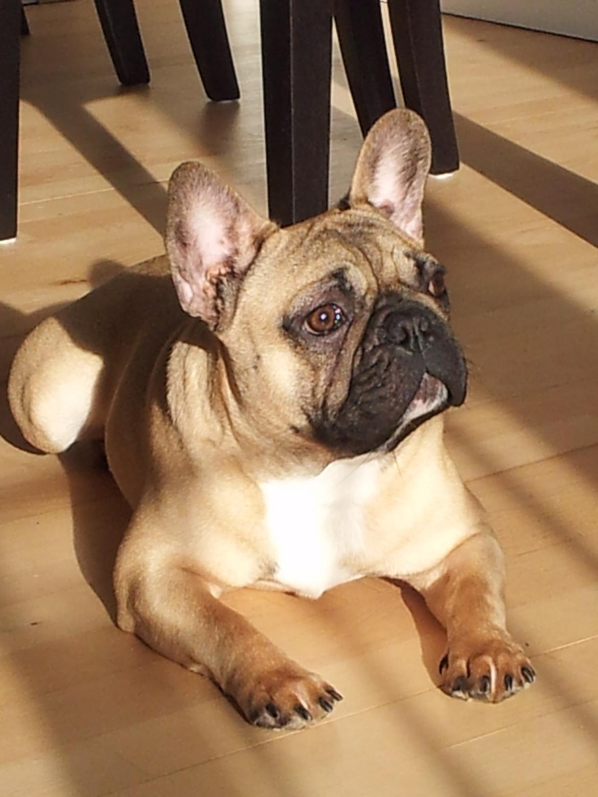 Fransk bulldog Vincent - 7½ mdr billede 16