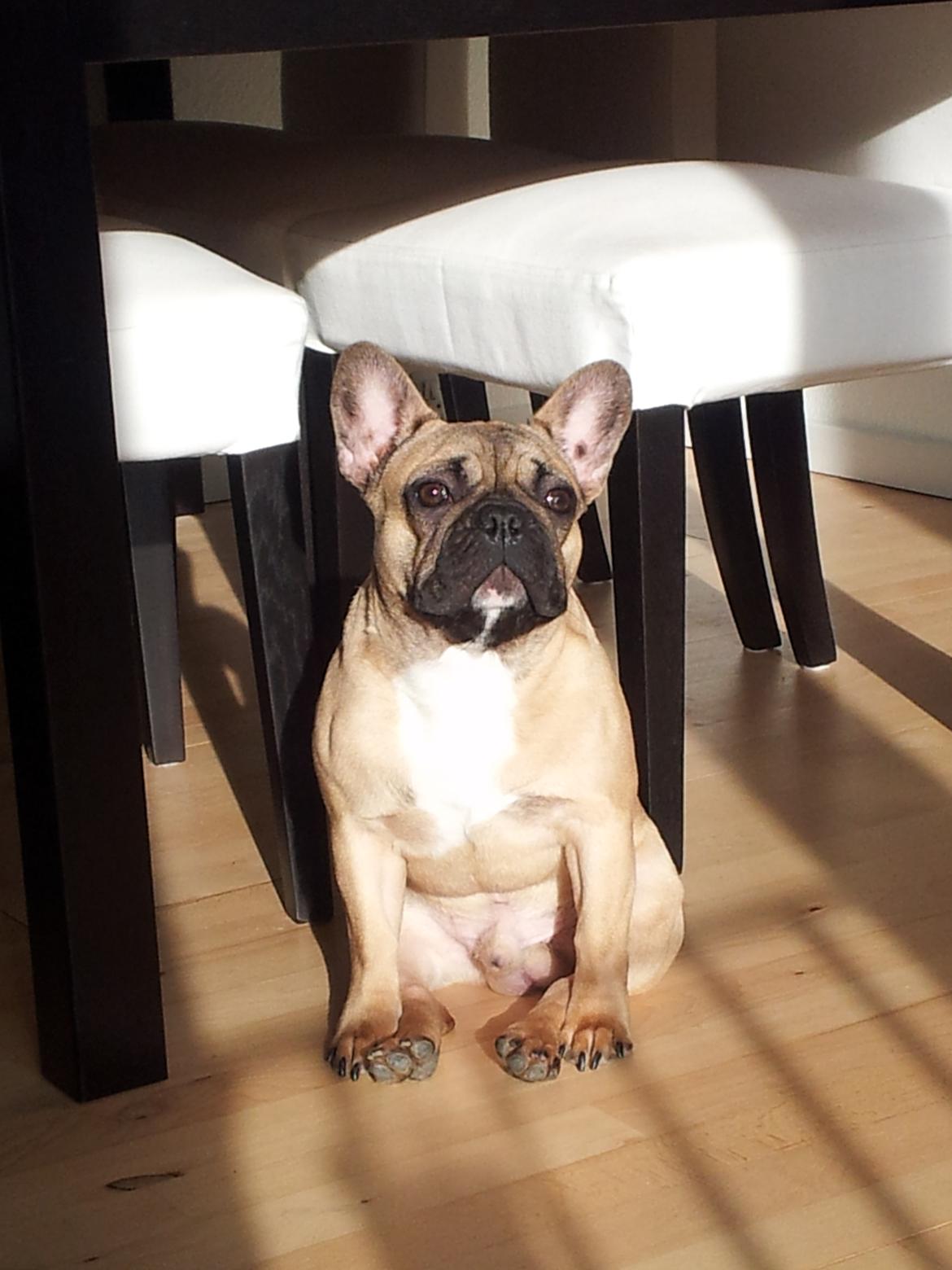 Fransk bulldog Vincent - 7½ mdr billede 17