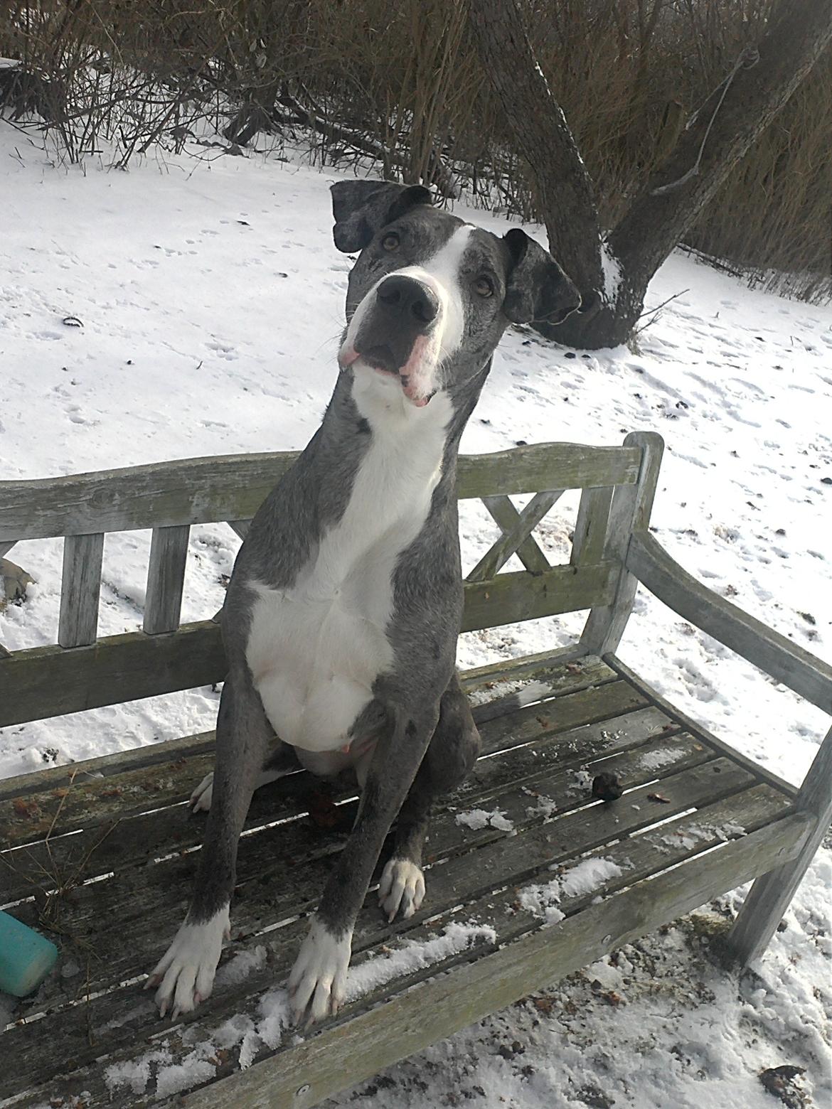 Blanding af racer Lulu billede 6