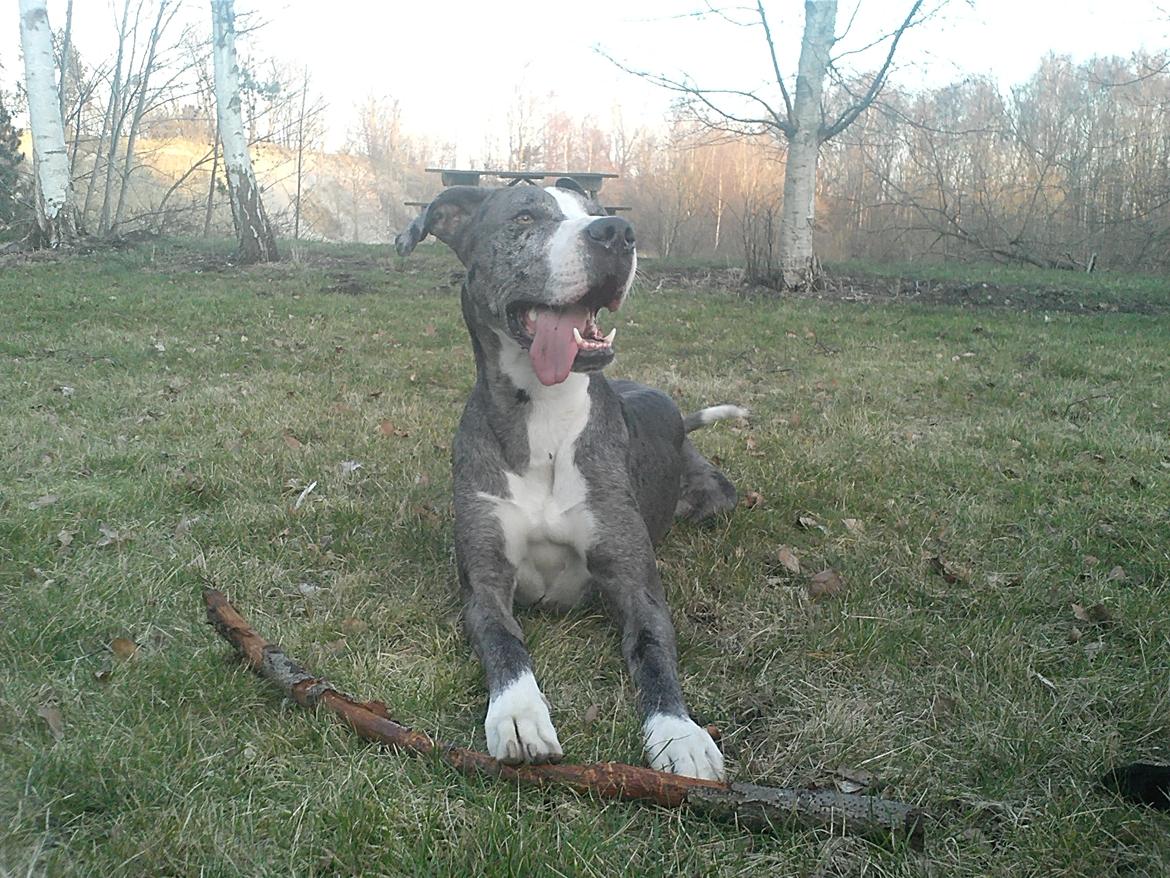 Blanding af racer Lulu billede 7