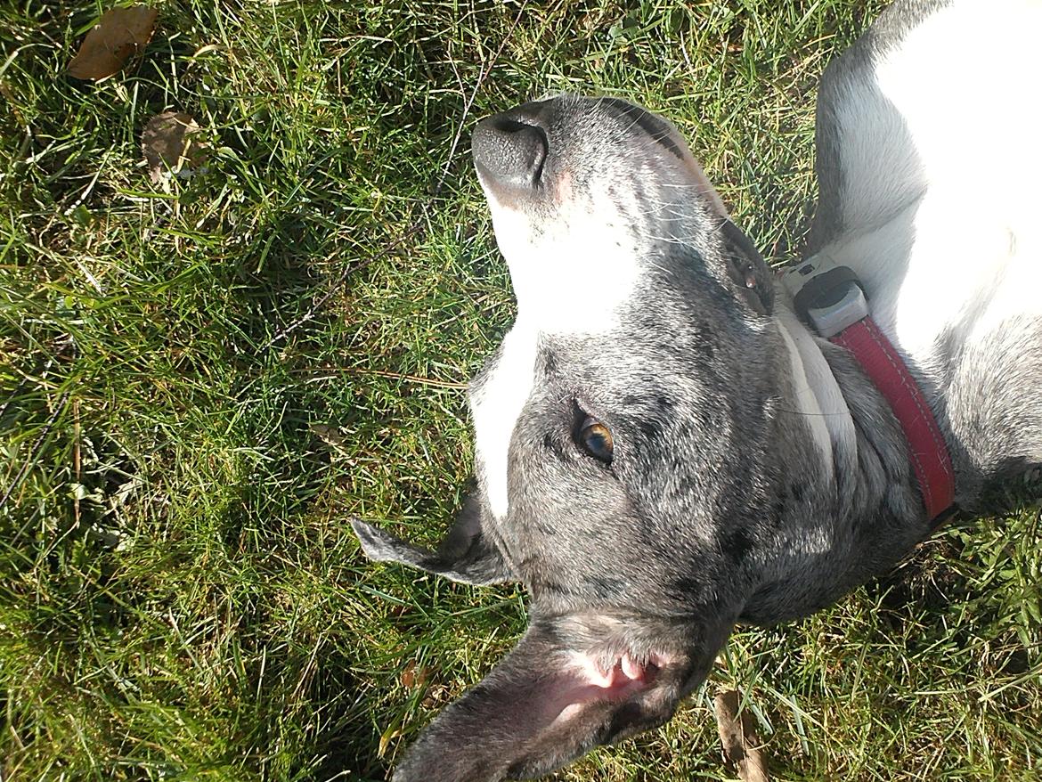 Blanding af racer Lulu billede 8