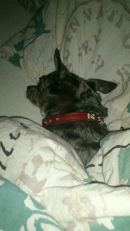 Blanding af racer Dina  (Himmelhund) - Jeg står ikke op nu, moar! billede 14