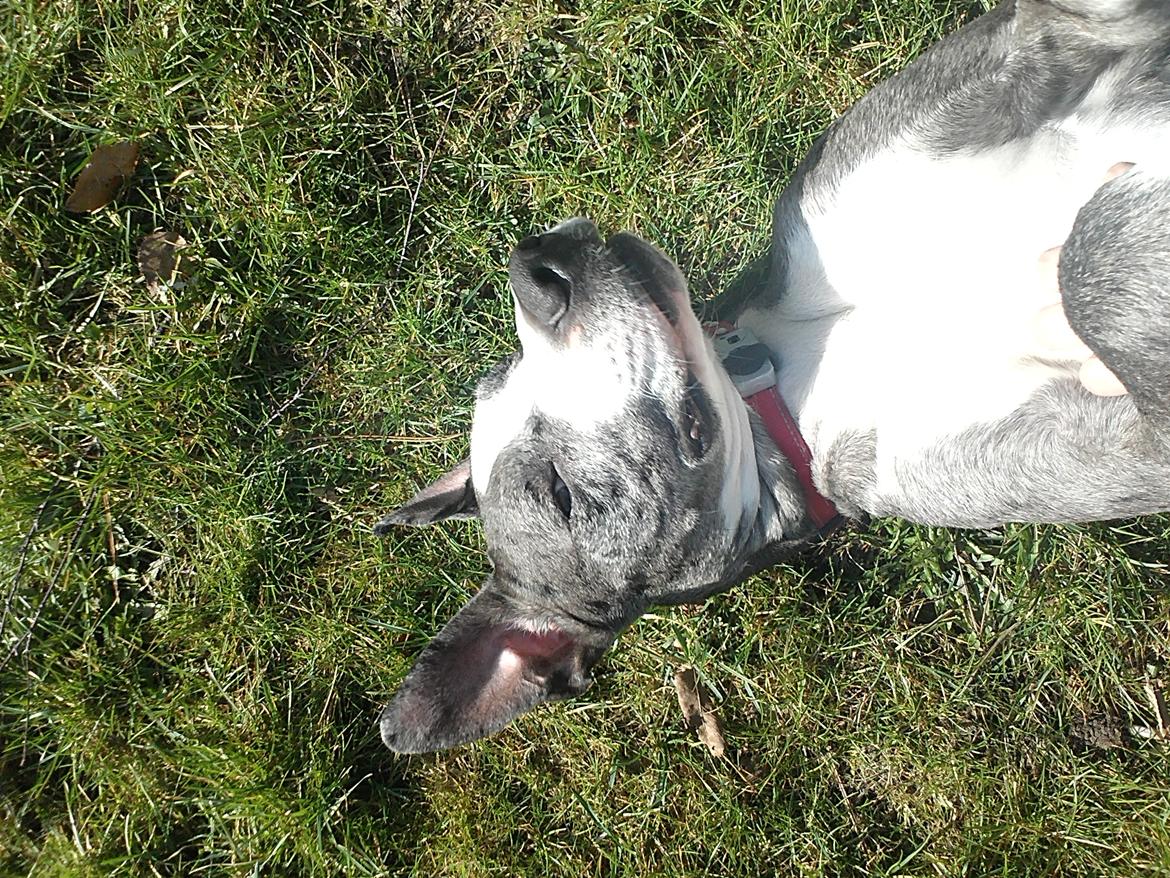 Blanding af racer Lulu billede 9