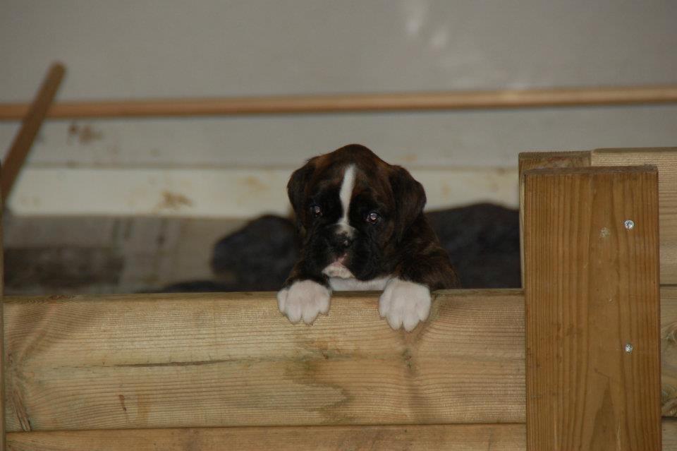 Boxer Keela - Første gang jeg var nede og se hende, damen var ikke helt tilfreds med at jeg gik igen.  billede 2