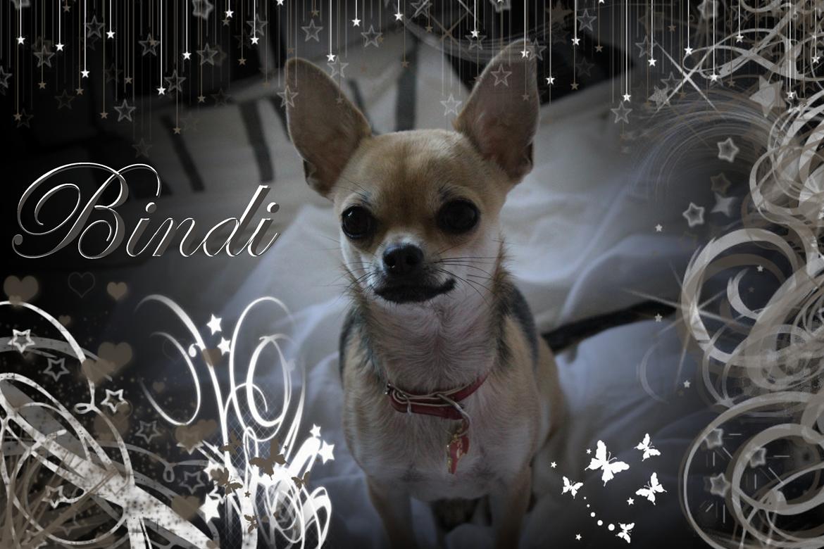 Chihuahua Frk Kvistes Brianna *Bindi* - Lidt billede liir :-p
Billede taget den 18 april 2012. billede 35