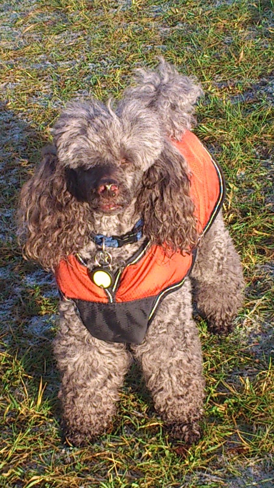 Mellempuddel Lomumba billede 1