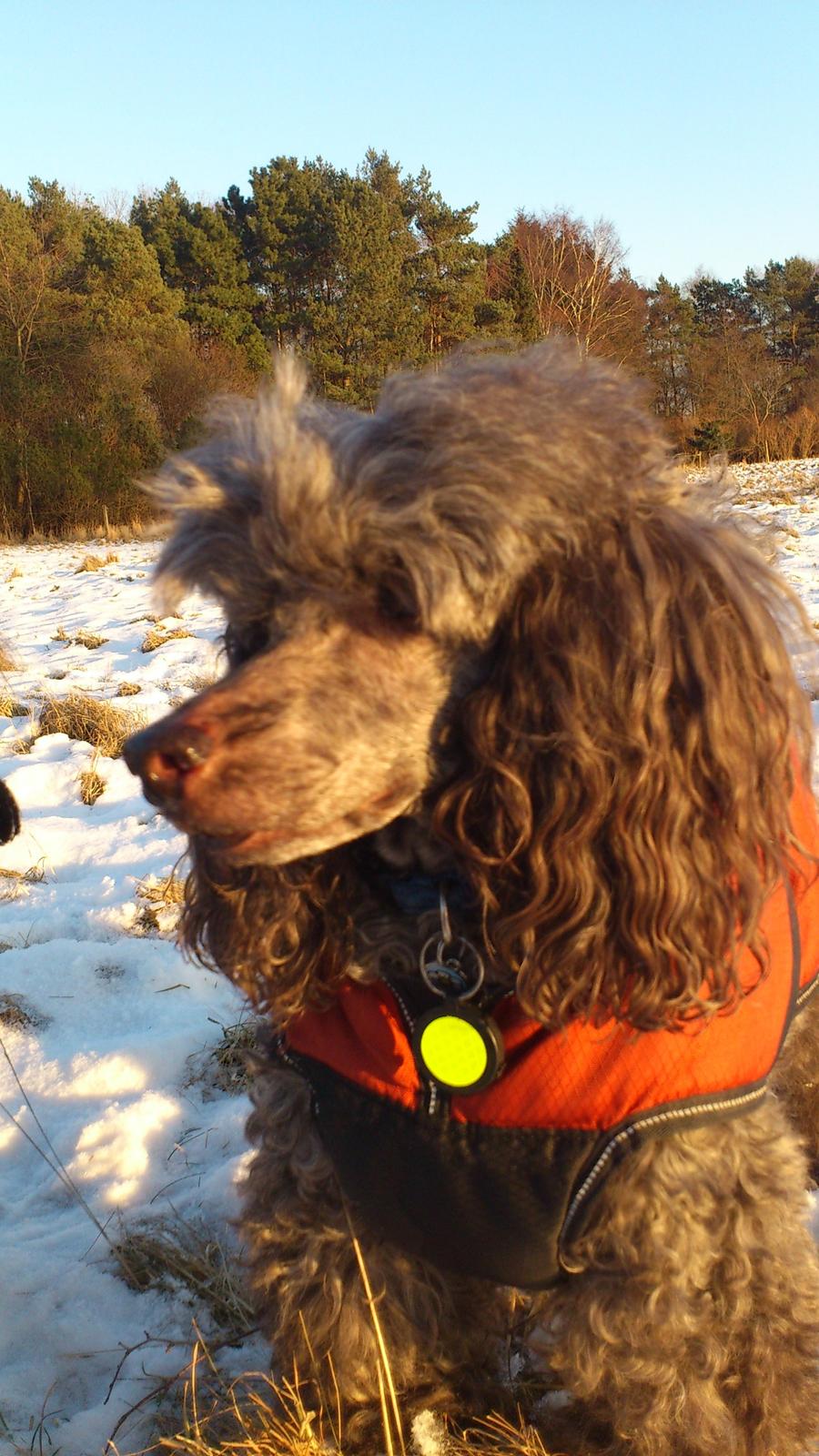 Mellempuddel Lomumba billede 2