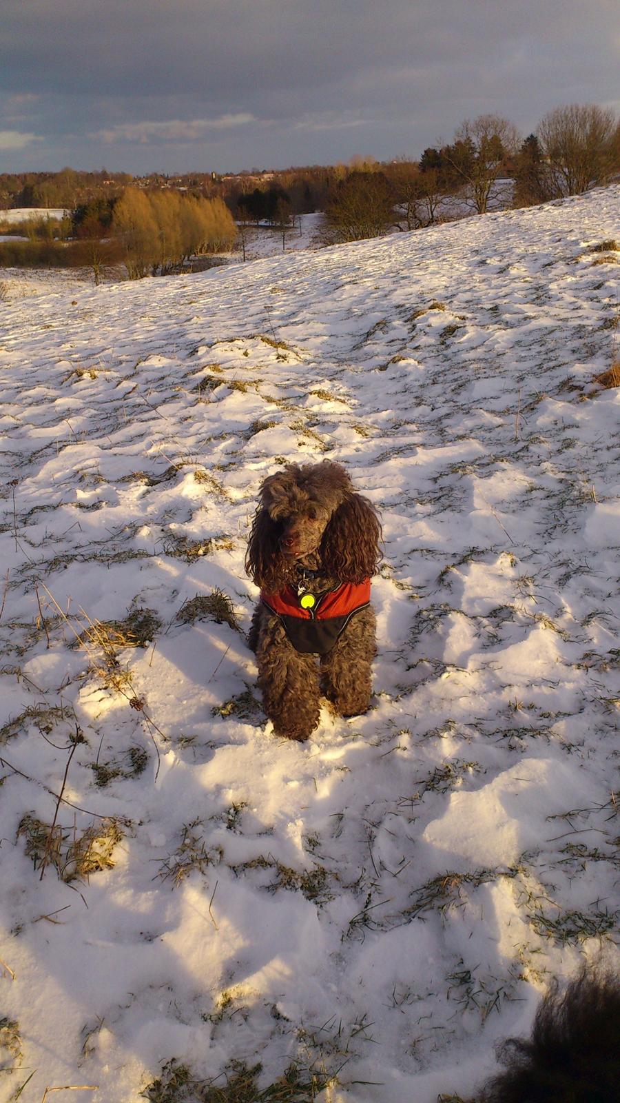 Mellempuddel Lomumba billede 3