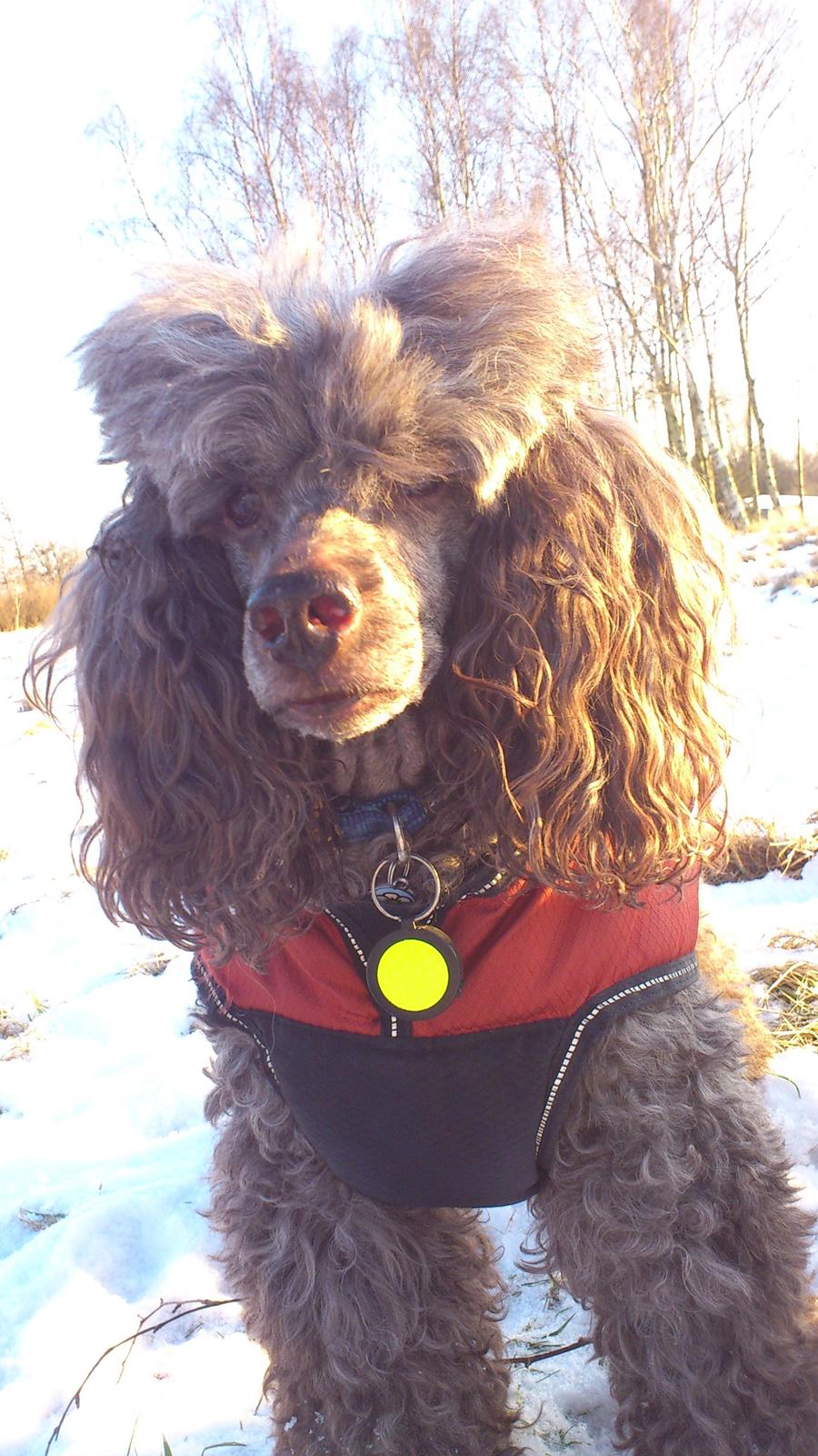 Mellempuddel Lomumba billede 4