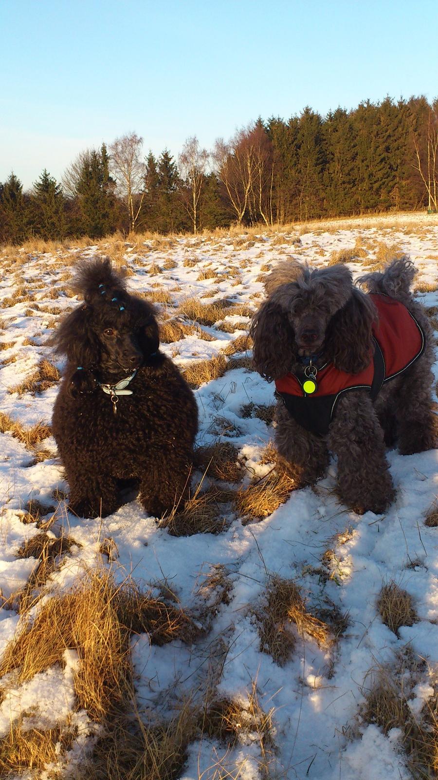 Mellempuddel Lomumba billede 5