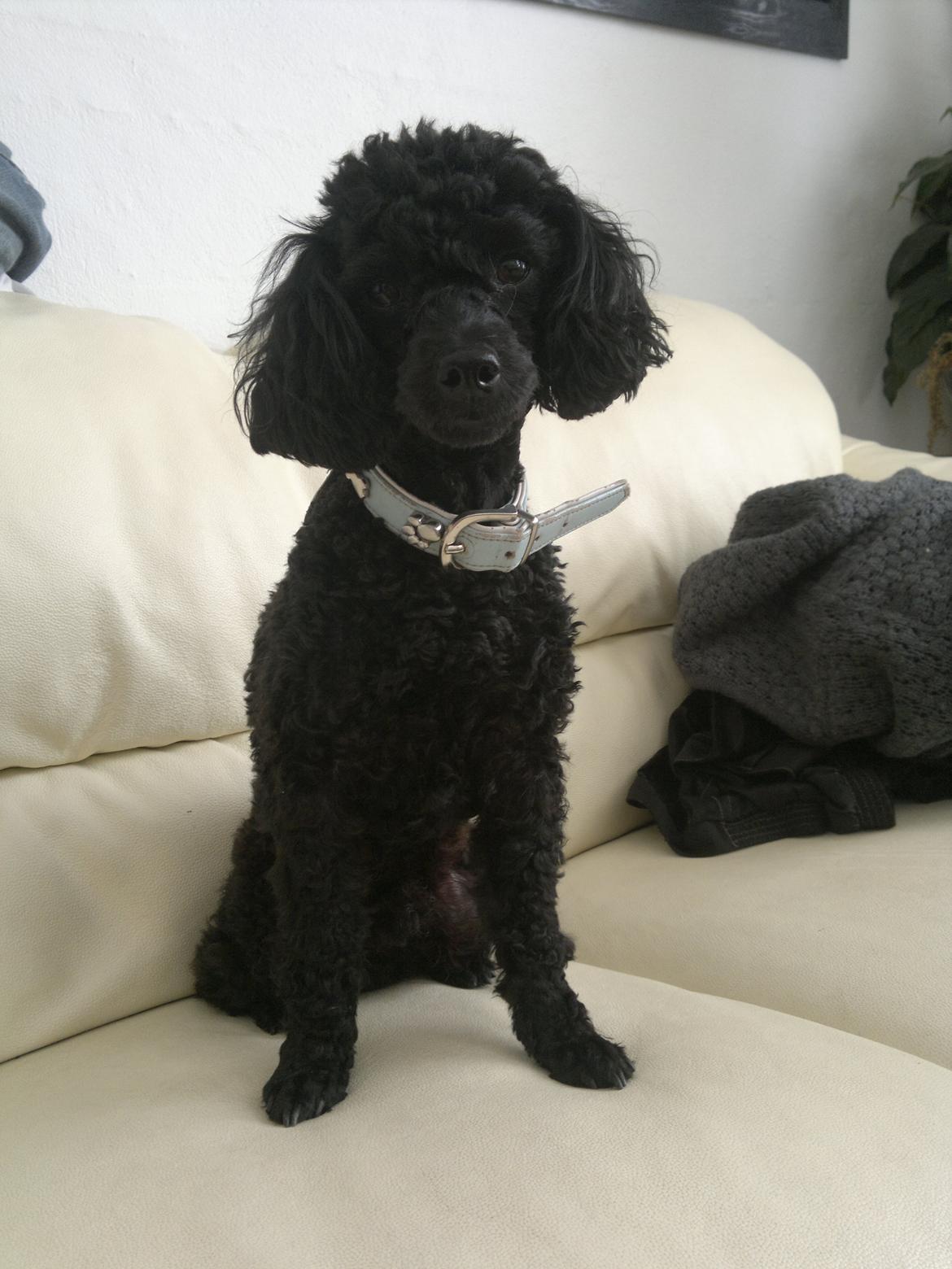 Toypuddel sweet Bobbi - apri 2012 billede 19