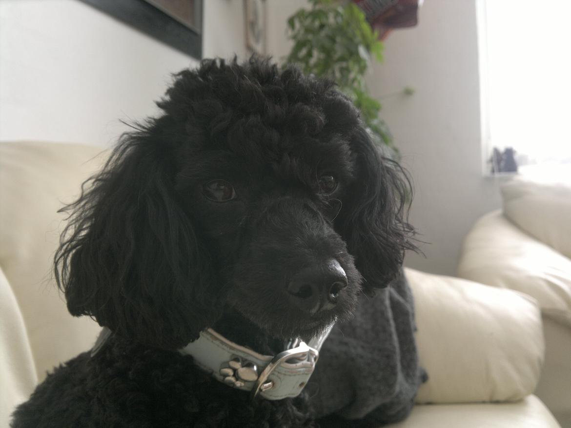 Toypuddel sweet Bobbi - april 2012 billede 20